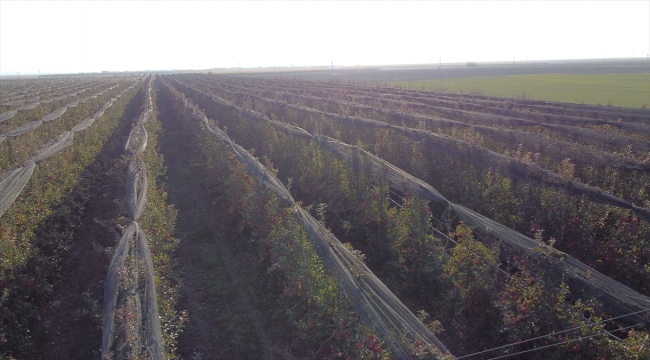 Karaman'dan 20 ülkeye 100 bin tonun üzerinde elma ihracatı