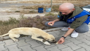 Karapınar'da Gençlik Merkezi gönüllüleri sokak hayvanlarına yem verdi