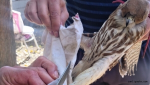 Kayseri'de bulunan Hürmetçi Sazlığı'nda yasa dışı av malzemeleri ele geçirildi