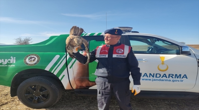 Kayseri'de jandarmanın yaralı bulduğu kızıl şahin tedavi altına alındı