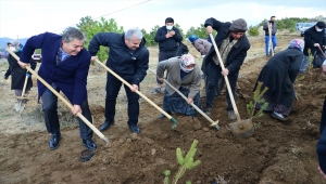 Kırşehir'de fidanlar toprakla buluşturuldu