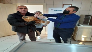 Kırşehir'de son iki yılda doğada yaralı bulunan 60 kuş tedavi edildi