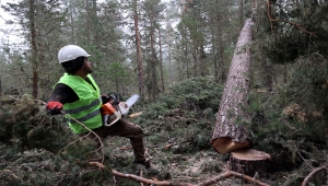 Kızılcahamam'da orman işçilerinin zorlu mesaisi sabahın ilk ışıklarıyla başlıyor