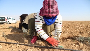 Konya Büyükşehir Belediyesi üreticiye lavanta desteğini sürdürüyor