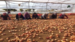 Mihalgazi ilçesindeki seralarda kışlık üretim için kollar sıvandı