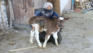 Prematüre buzağı "Güneş"e anne şefkatiyle bakıyorlar