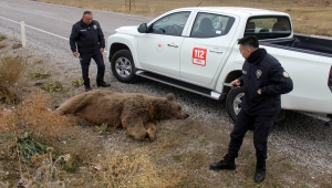 Sivas'ta otomobilin çarptığı boz ayı telef oldu