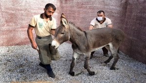 Uzayan tırnakları nedeniyle ayakta duramayan eşeğe Belediye sahip çıktı