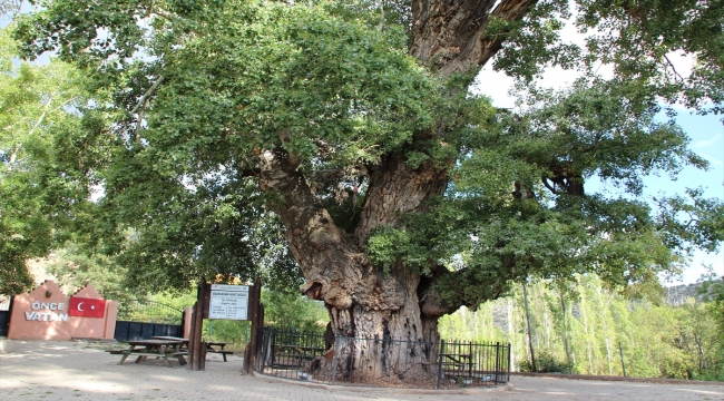 Yozgat'taki anıt ağaçlar ziyaretçilerini bekliyor