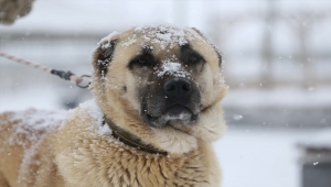 "Anadolu Aslanları" 1600 rakımlı merkezde kışın tadını çıkarıyor