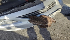 Ankara'da başı otomobilin panjuruna sıkışan şahin kurtarıldı