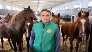 Arif Çavuş ömrünün 25 yılını geçirdiği taylardan ayrı kalamıyor