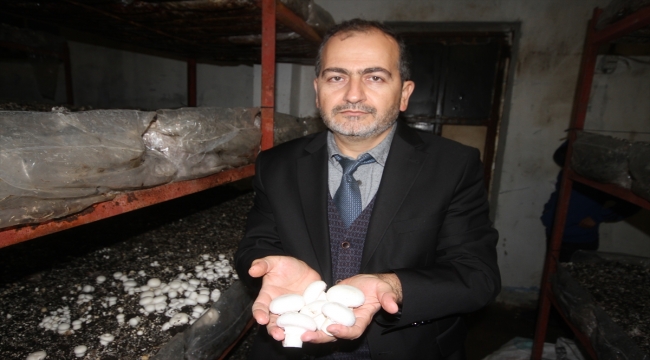 Beyşehir'de kültür mantarı yetiştiriciliği yaygınlaşıyor