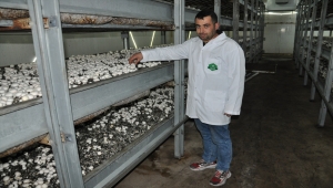 Devlet desteğiyle mantar üretim tesisi kuran çiftçi, 20 kişiyi istihdam ediyor