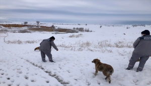Hüyük'te sokak hayvanları besleniyor