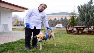 Kahramankazan ilçesinde bir köpek domuzların saldırısı sonucu ağır yaralandı