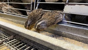 Karaman'daki çiftlikte farklı ırklardan üretilen bıldırcınların genetik yapısı inceleniyor