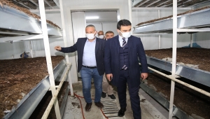 Kaymakam Selçuk mantar üretim tesisini ziyaret etti