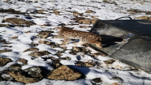 Kayseri'de girdiği kümeste yakalanan vaşak doğaya bırakıldı