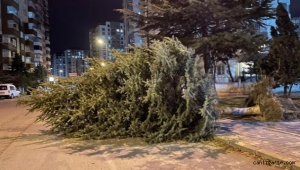 Kayseri'de şiddetli rüzgar ağaçları devirdi