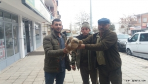 Kayseri'de yaralı bulunan 2 kızıl şahin tedavi altına alındı
