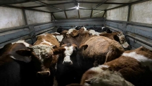 Kırıkkale'de hayvan dolandırıcılığı iddiasıyla 3 kişi yakalandı