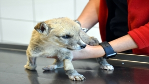 Kırıkkale'de yaralı kurt yavrusu bulundu