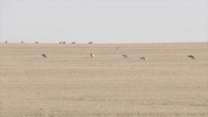 Kırşehir'de toy kuşlarının izleme ve koruma çalışmalarına devam ediliyor