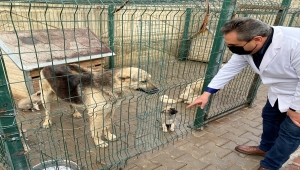 Kırşehir'de yaralı köpek tedavi edildi