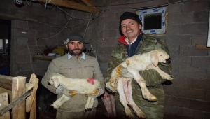 Konyalı besiciler yavrulayacak koyunlarını kamerayla takip ediyor 