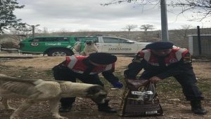 Niğde'de jandarma ekipleri sokak hayvanları için mama bıraktı 