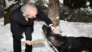 Seydişehir Kaymakamı Pişkin sokak hayvanlarına yem bıraktı
