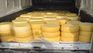 Sivas'ta 1 ton 804 kilogram menşei belirsiz kaşar peyniri ele geçirildi