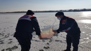 Sivas'ta yaban hayvanları için doğaya yem bırakıldı