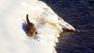Sivas'taki barajda su samuru görüntülendi