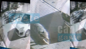 Aç kalan kurt Talas Anayurda indi. Yer: Kayseri (Özel Haber)