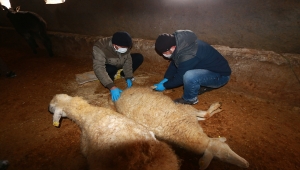 Aksaray'da çatı çökmesi sonucu 25 küçükbaş ile 2 büyükbaş hayvan telef oldu