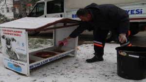 Beypazarı Belediyesinden sokak hayvanları için geçici barınak