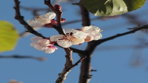 Beypazarı'nda zerdali ağacı ocak ayında çiçek açtı