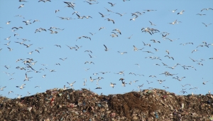 Beyşehir Gölü'nün martıları, yiyecek bulamayınca çöplüğe uçtu