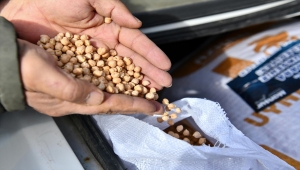 Büyükşehir Belediyesinin çiftçilere verdiği destekten yaralanan kadın üretici sayısı arttı