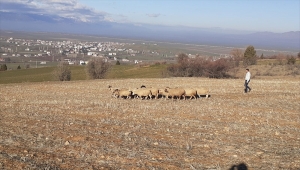 Çalındı ihbarı yapılan koyunlardan bir kısmı 5 kilometre uzaklıkta bulundu