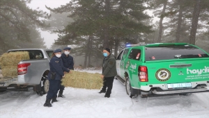 Çankırı'da jandarma, yaban hayvanları için doğaya yem bıraktı