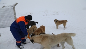 Çubuk Belediyesi sokak hayvanlarını besledi