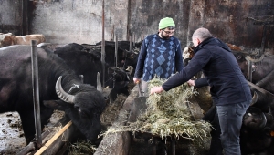 Islah projesiyle Sivas'ta manda sayısı 4 katına çıktı