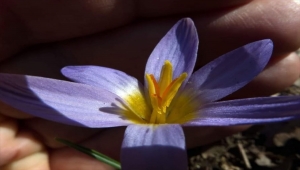 Kayıp çiğdem türlerinden "gökkız" ile "kuyruklu" Kayseri'de görüldü