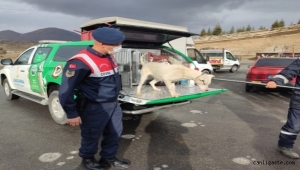 Kayseri'de jandarma yasaklı ırk köpeği barınağa götürdü