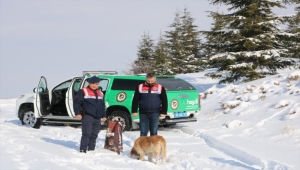 Kayseri'de jandarmadan yılkı atlarına yiyecek desteği