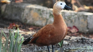 Kayseri'de ördek avına gittikleri barajda mahsur kalan avcıları ekipler kurtardı