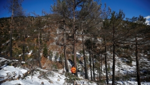 Kayseri'nin Yahyalı ilçesinde yanan orman alanı tohumlarla yeşerecek